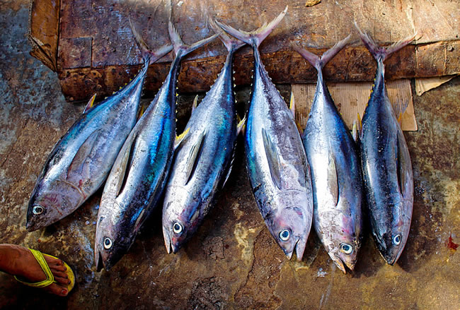 肉類(lèi)冷藏庫(kù)建造凍魚(yú)冷庫(kù)安裝公司哪家好